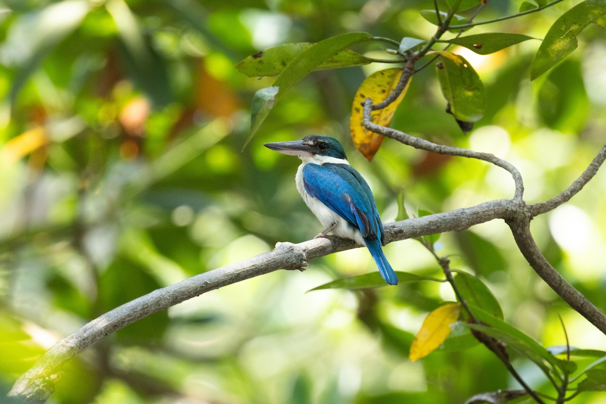 Collared Kingfisher - ordinary birder