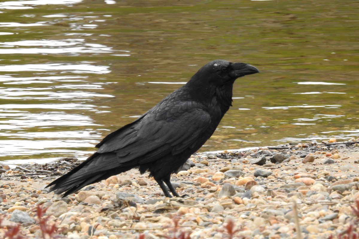 Common Raven - ML616975308