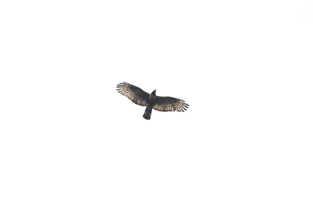 Oriental Honey-buzzard - ML616975355