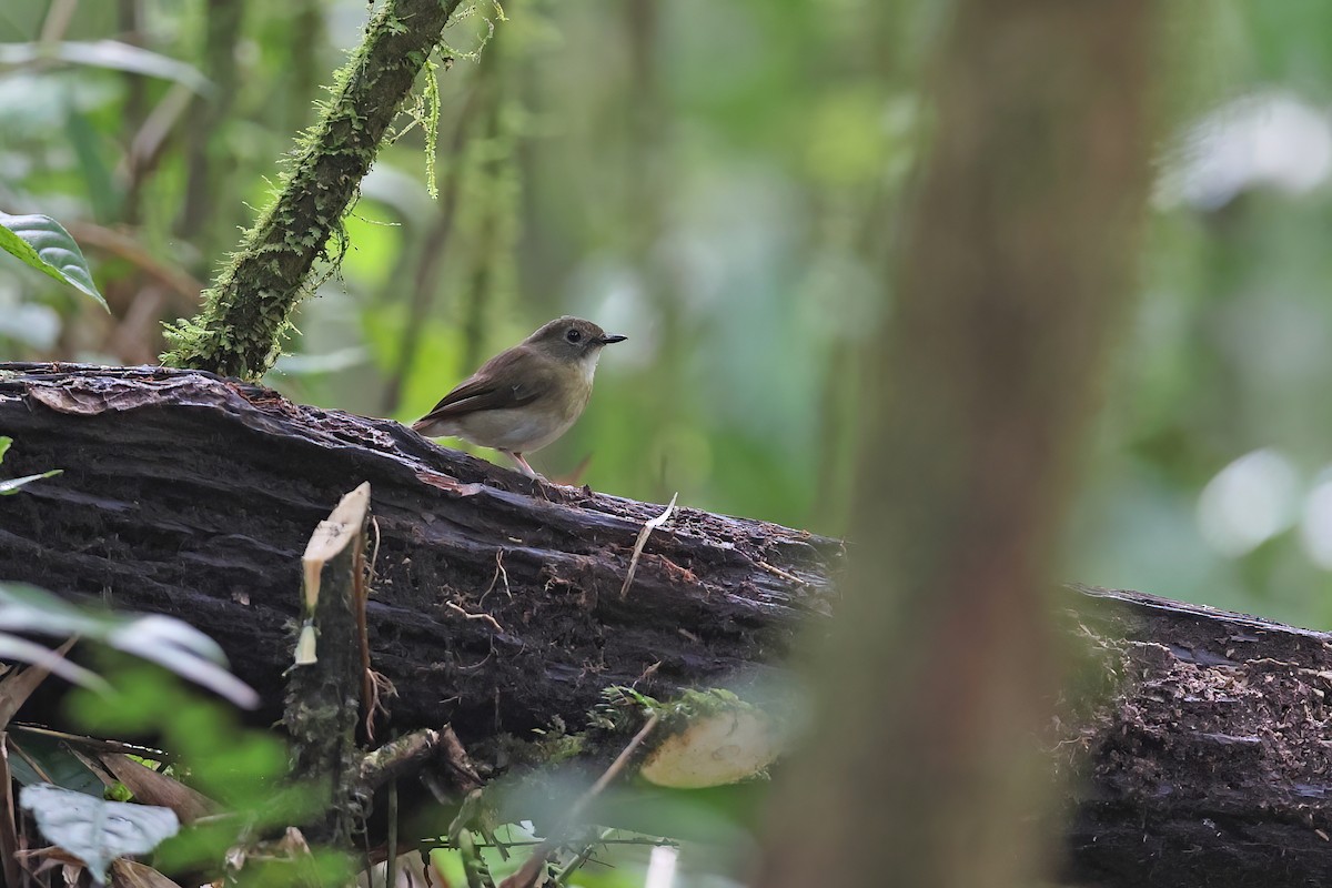 Fulvous-chested Jungle Flycatcher - ML616975379