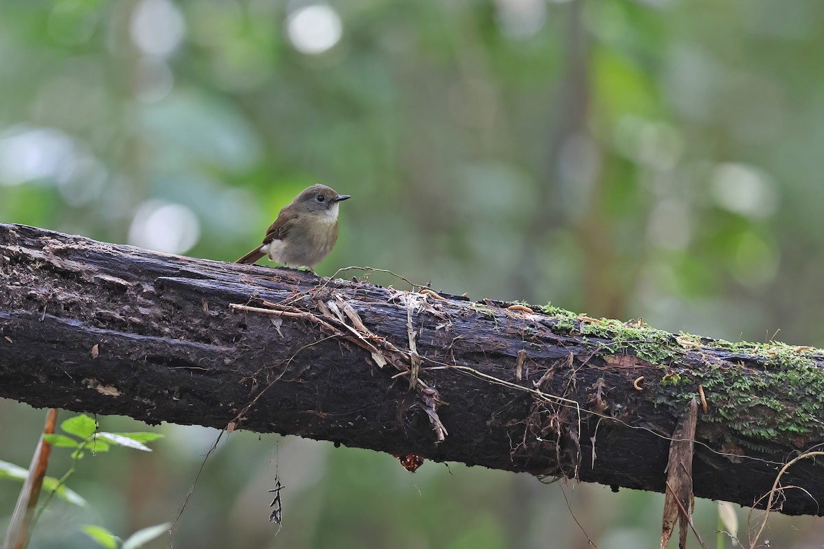 Fulvous-chested Jungle Flycatcher - ML616975380