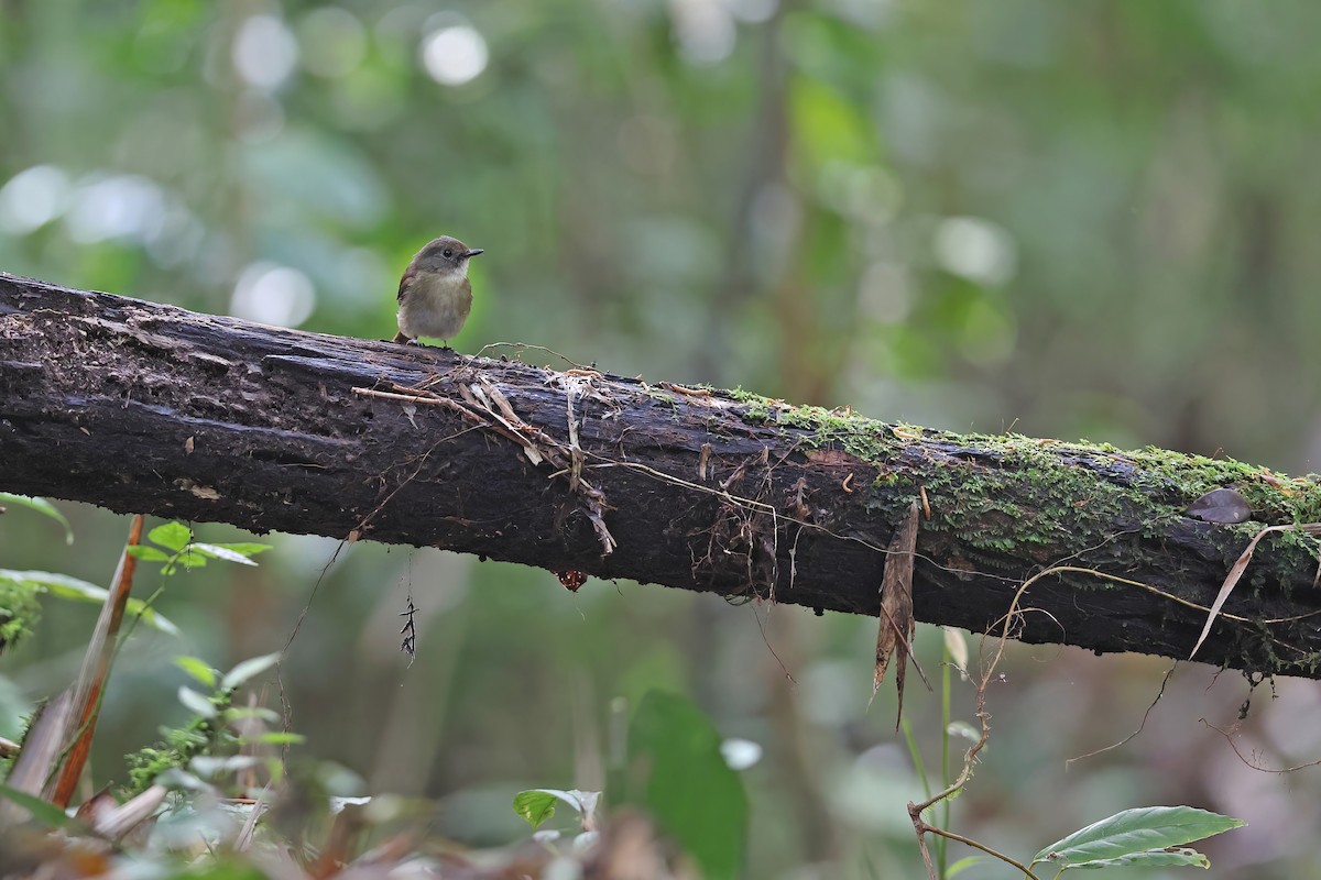 Fulvous-chested Jungle Flycatcher - ML616975381