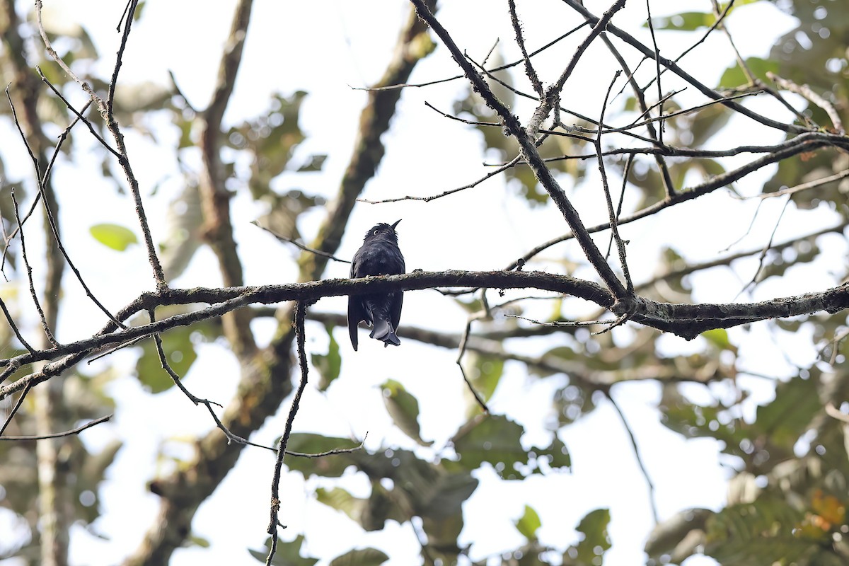 Square-tailed Drongo-Cuckoo - ML616975385