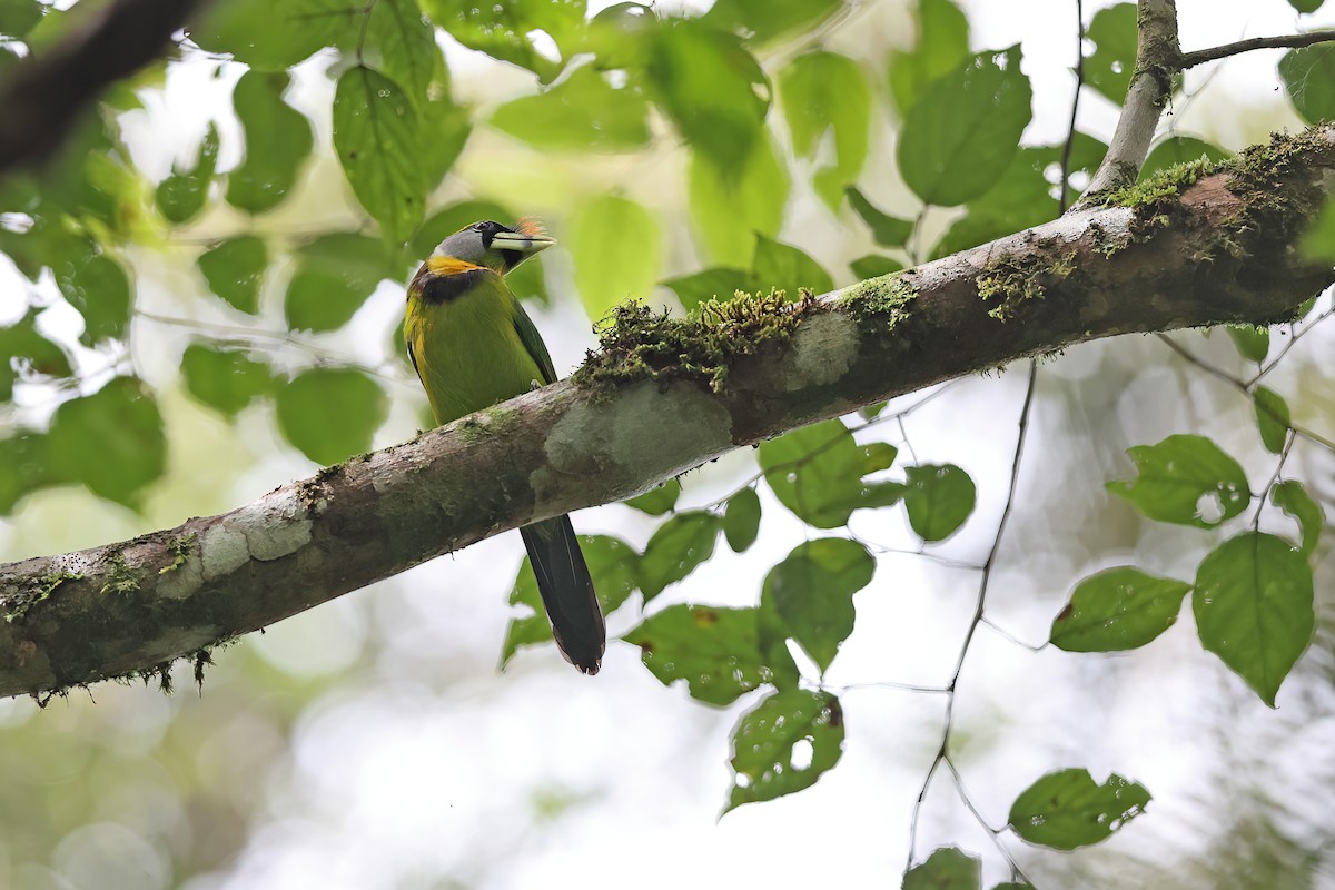 Fire-tufted Barbet - ML616975399