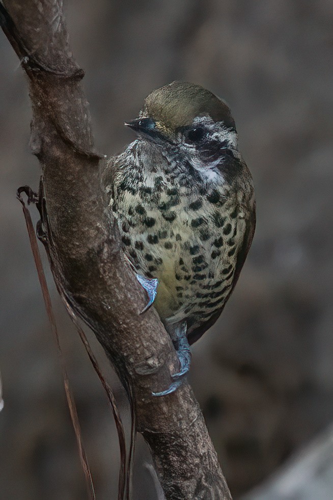 Speckled Piculet - ML616975408