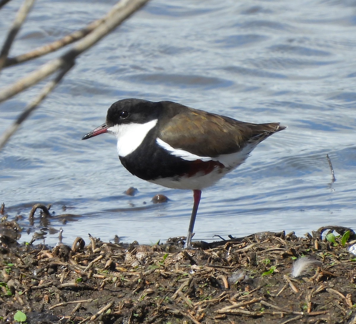 Red-kneed Dotterel - ML616975424