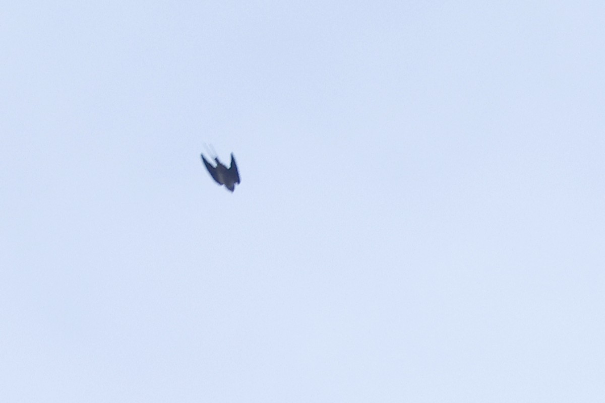 Barn Swallow (White-bellied) - ML616975426