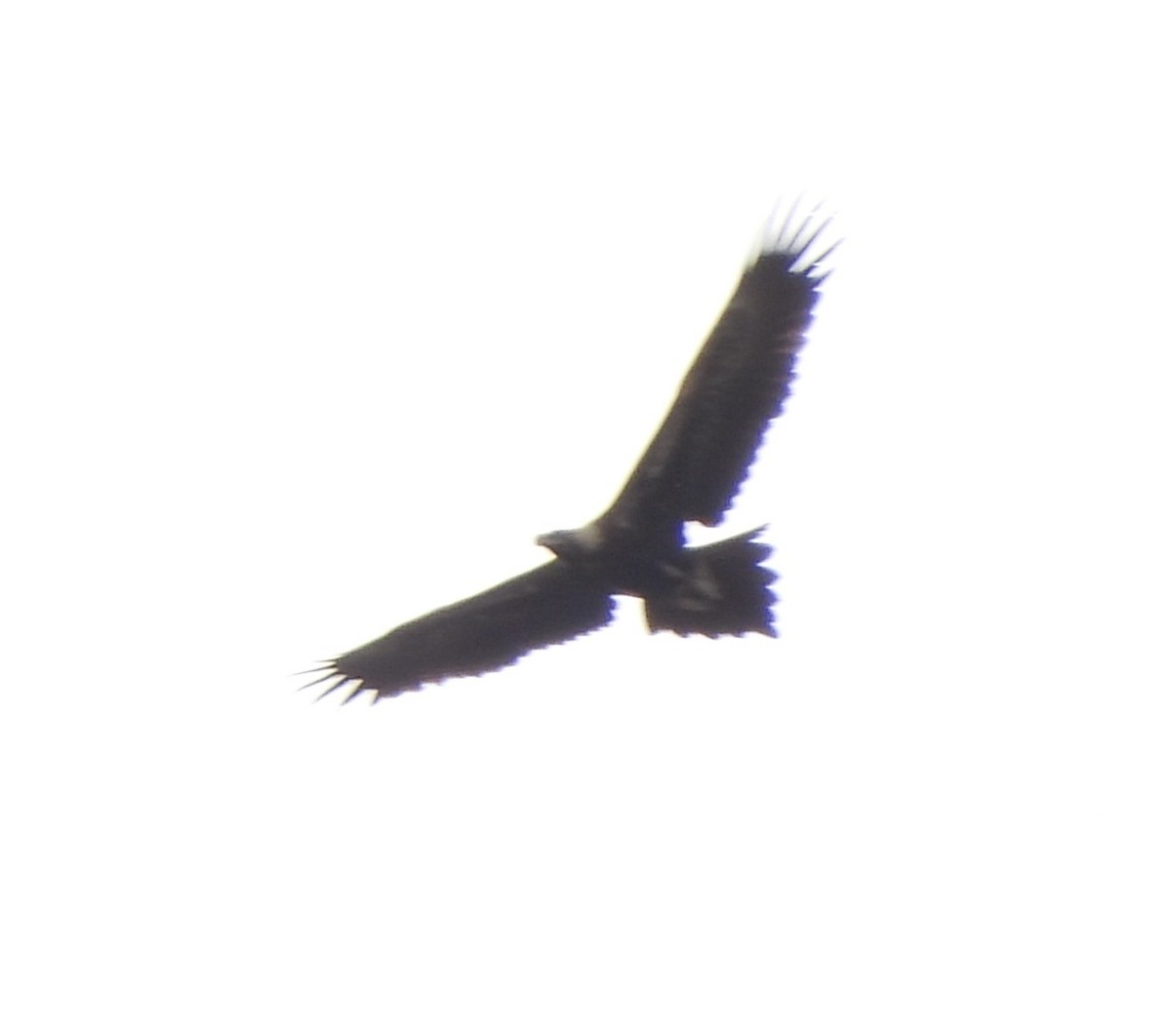 Wedge-tailed Eagle - ML616975427