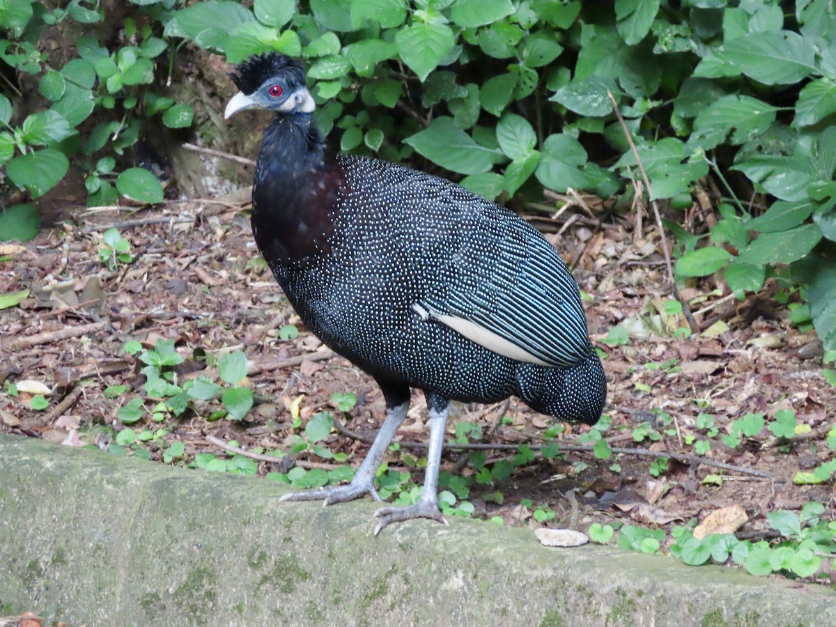 Southern Crested Guineafowl - Patricia Ayres