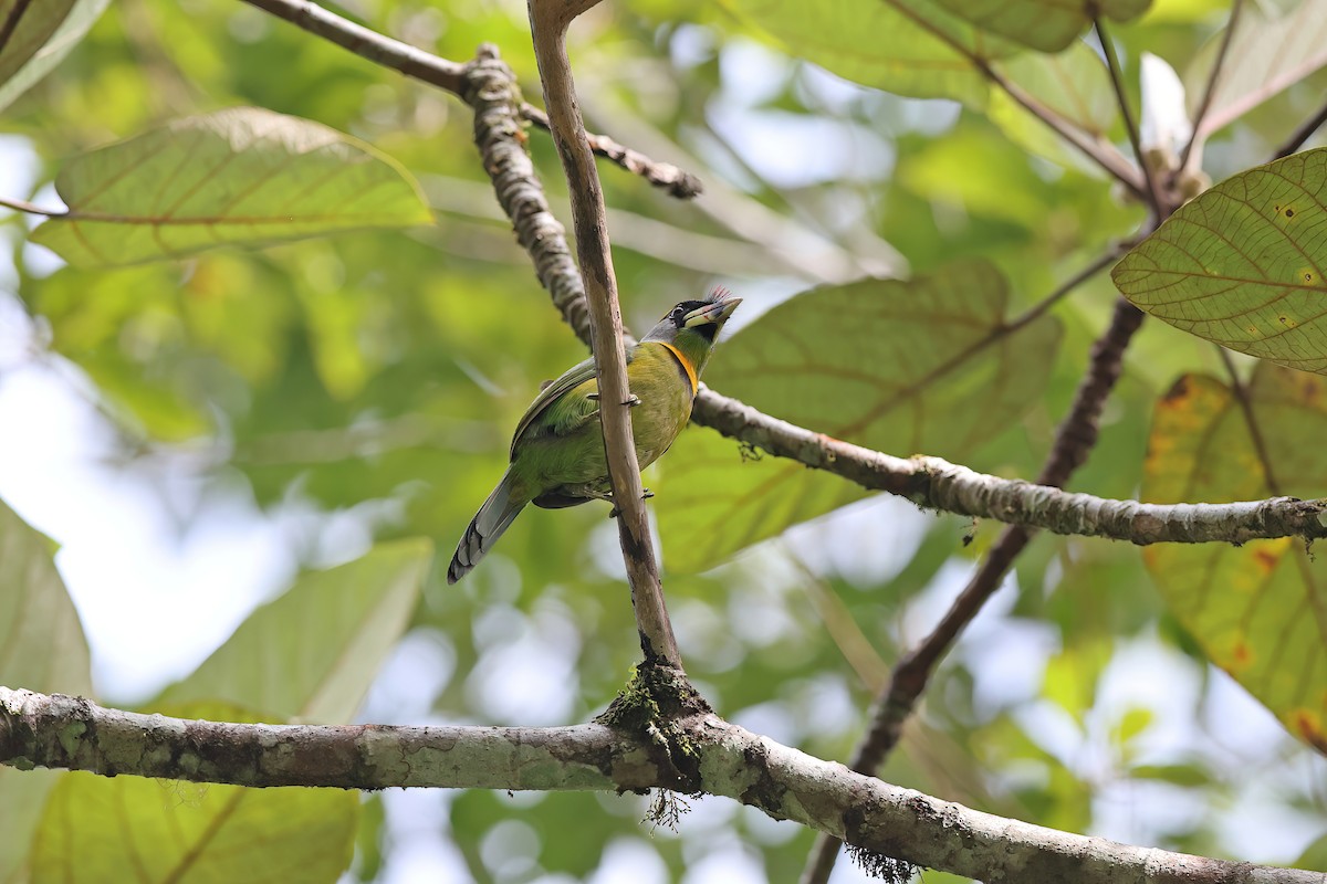 Fire-tufted Barbet - ML616975537