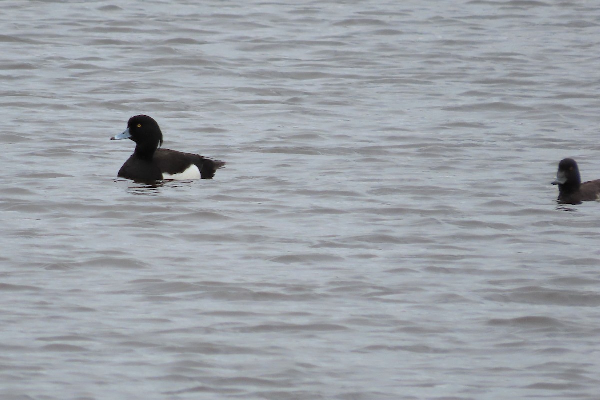 Tufted Duck - ML616975584