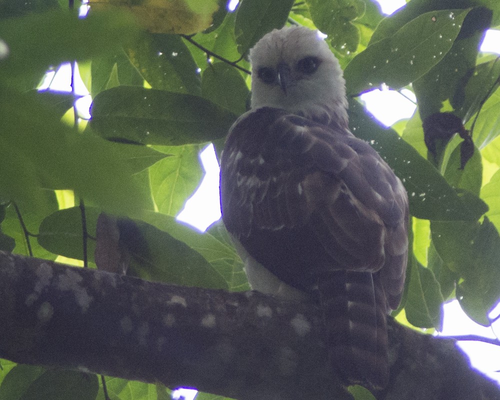 Sulawesi Hawk-Eagle - ML616975690