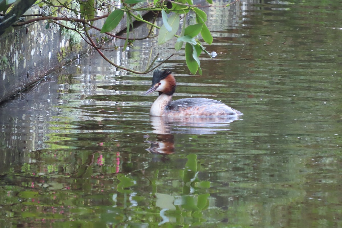 Great Crested Grebe - Andy Beiderman