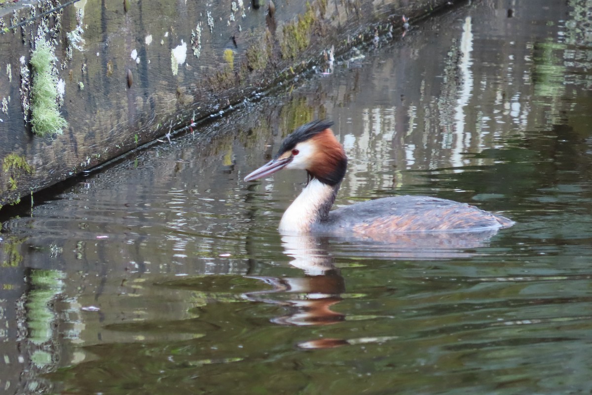 Great Crested Grebe - ML616975725