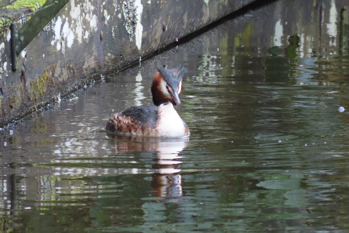 Great Crested Grebe - ML616975726