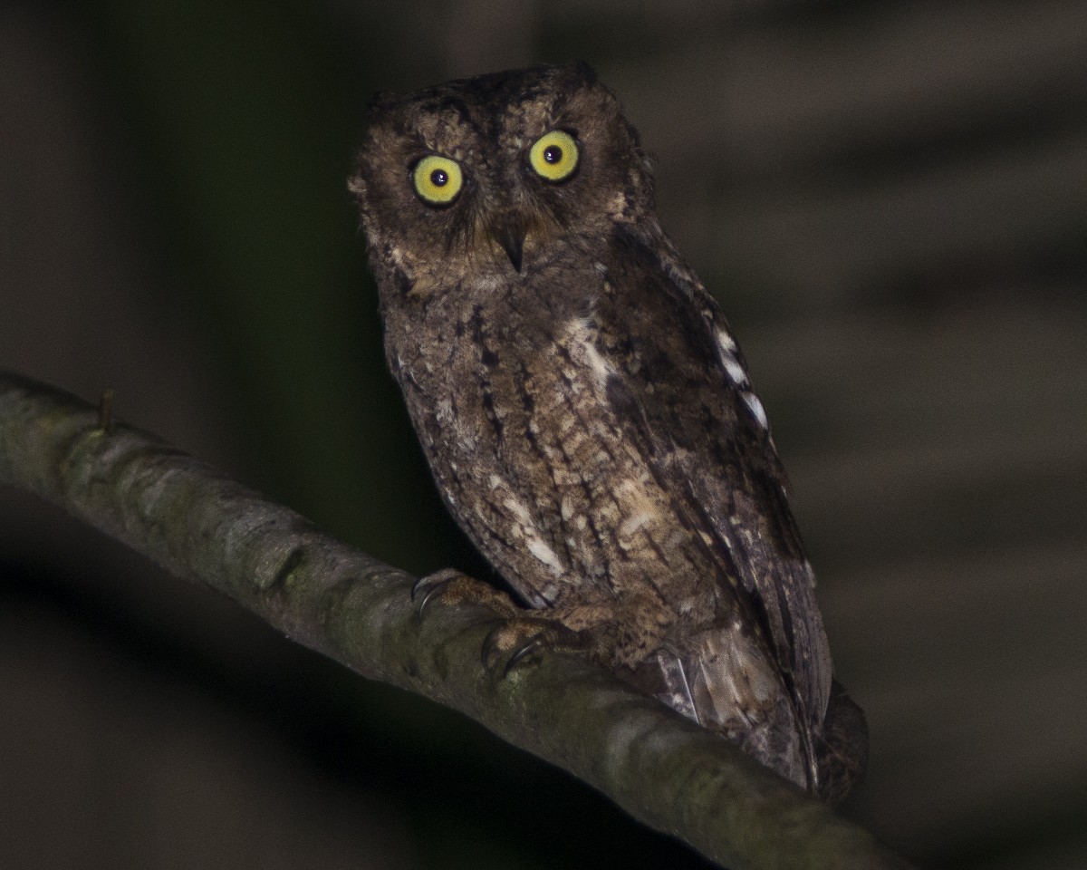 Sulawesi Scops-Owl - ML616975746