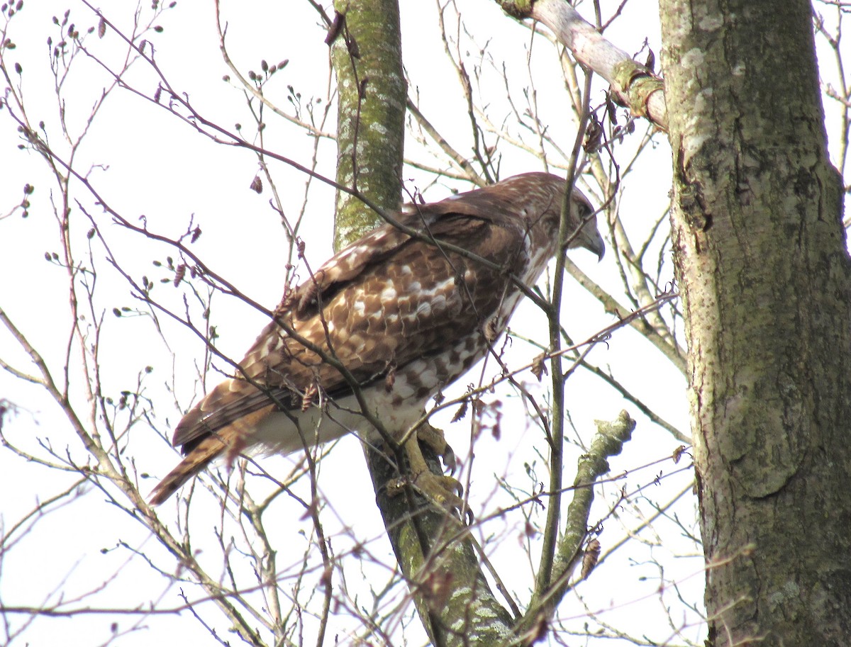 Red-tailed Hawk - ML616975751