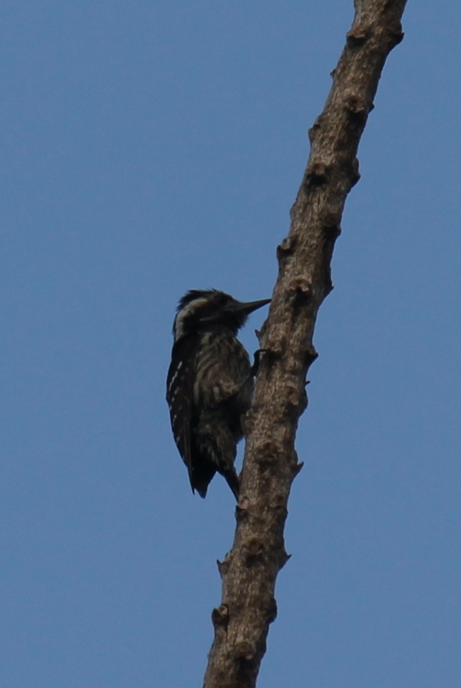 Gray-capped Pygmy Woodpecker - ML616975778