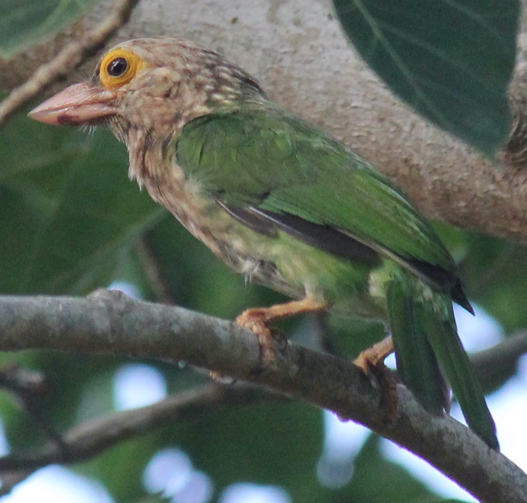 Lineated Barbet - ML616975817