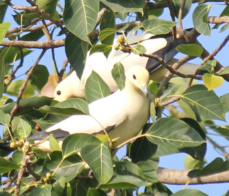 Pied Imperial-Pigeon - ML616975822