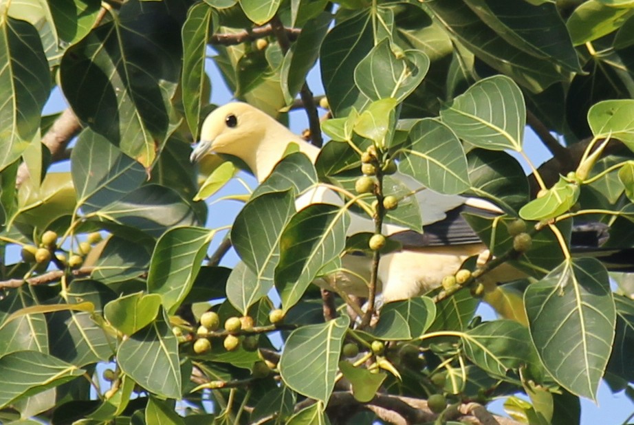 Pied Imperial-Pigeon - ML616975823