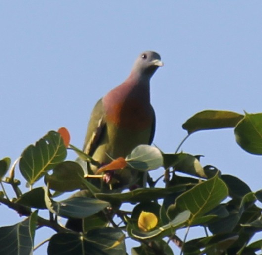 Pink-necked Green-Pigeon - ML616975827