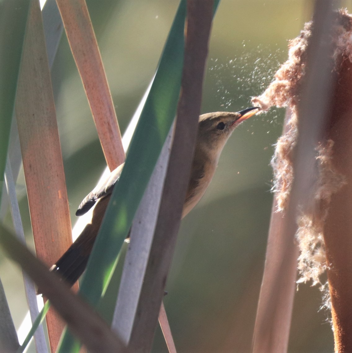 Australian Reed Warbler - ML616975866
