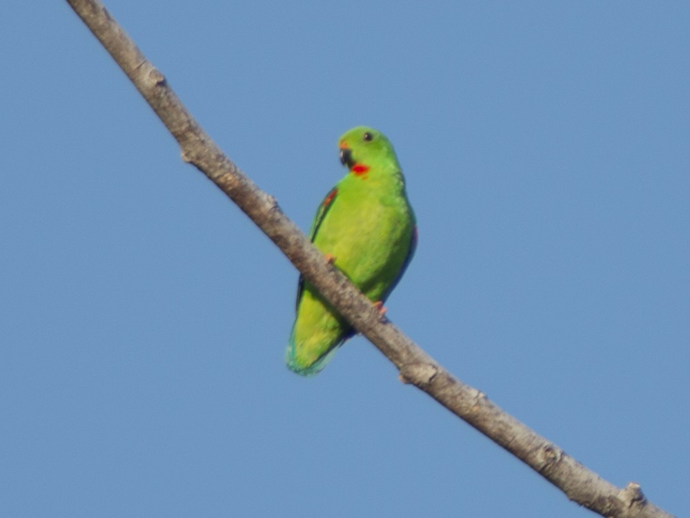Sulawesi Hanging-Parrot - Volkov Sergey