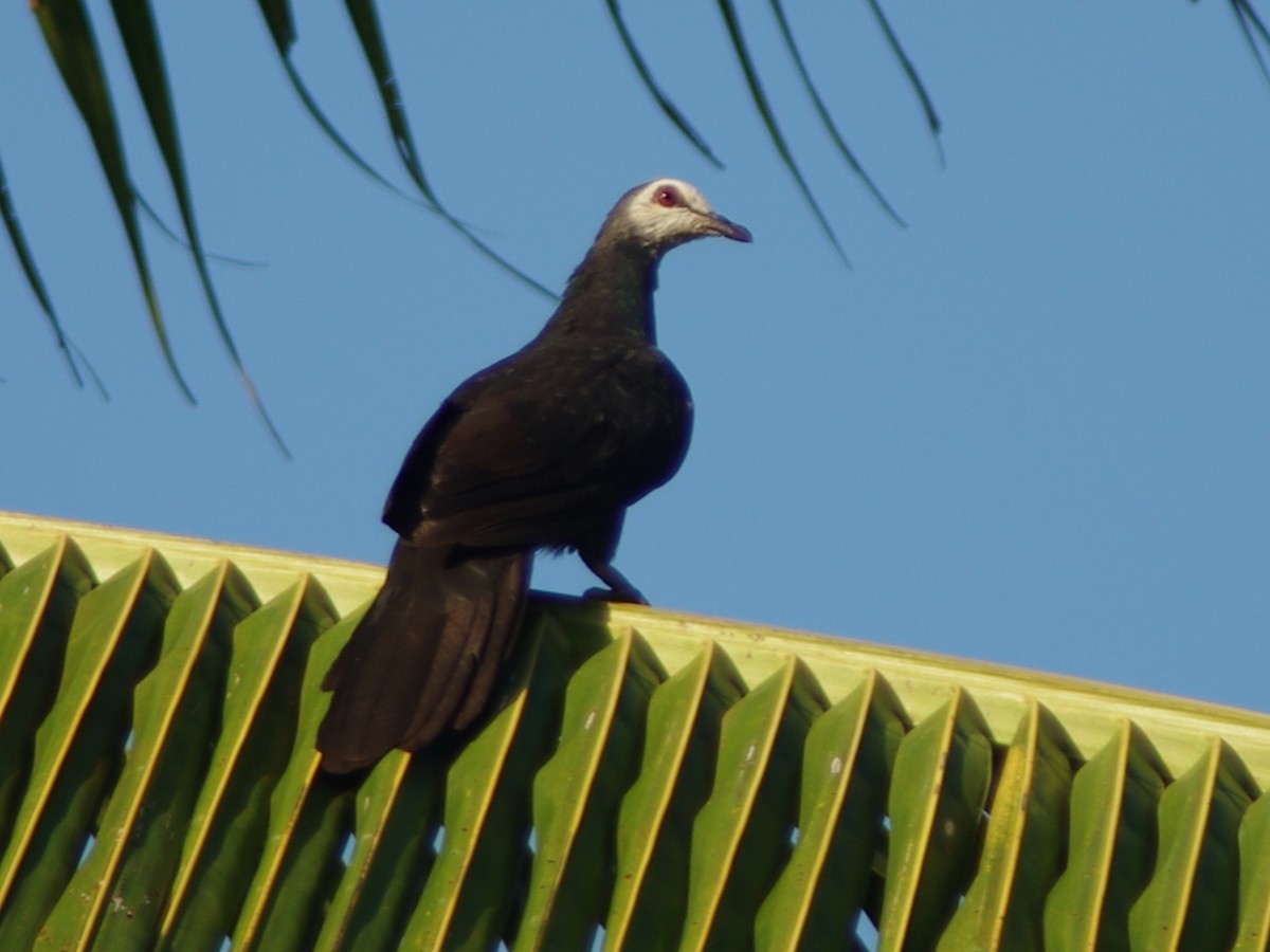 White-faced Cuckoo-Dove - ML616975958