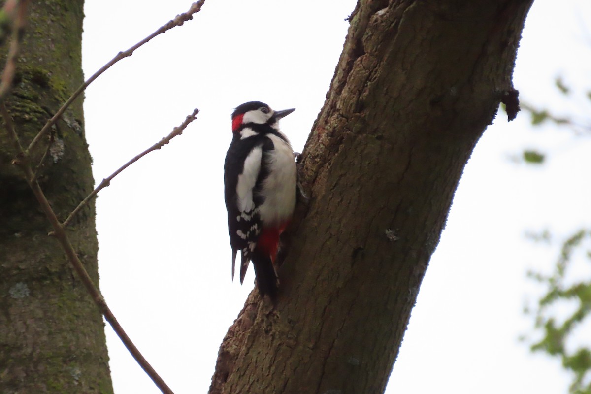 Great Spotted Woodpecker - ML616975984