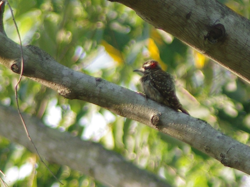 Sulawesi Pygmy Woodpecker - ML616975997