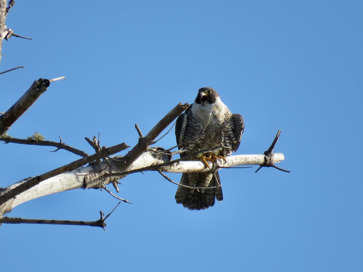 Peregrine Falcon (North American) - ML61697601