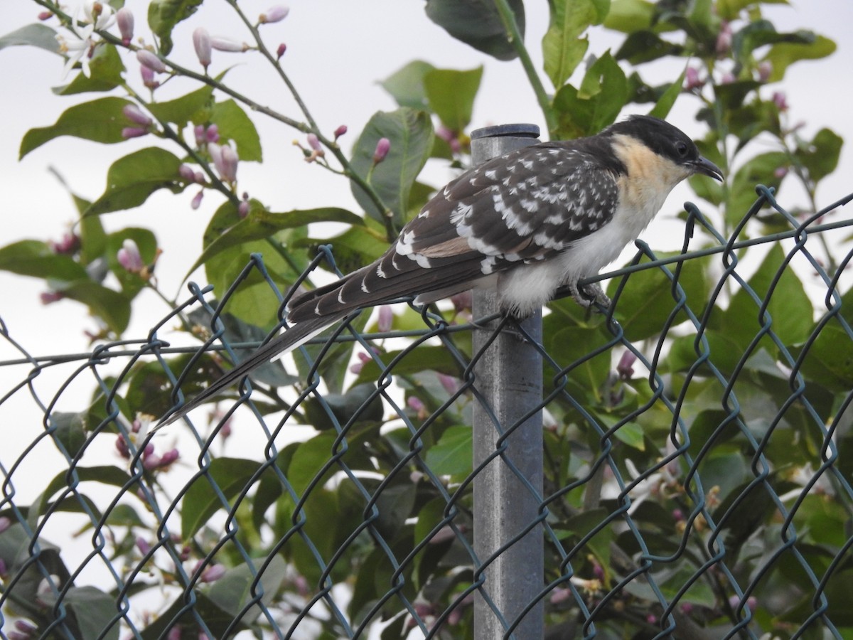 Great Spotted Cuckoo - ML616976209
