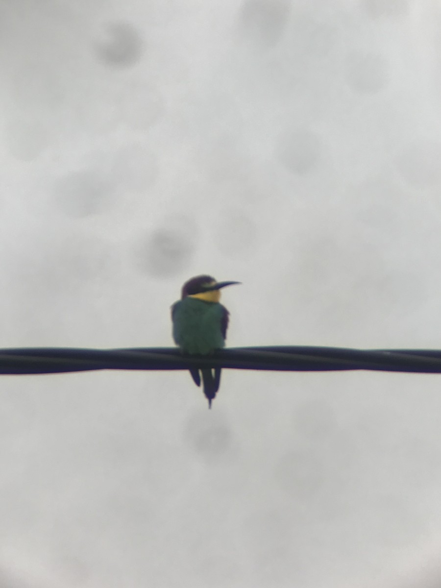 European Bee-eater - ML616976325