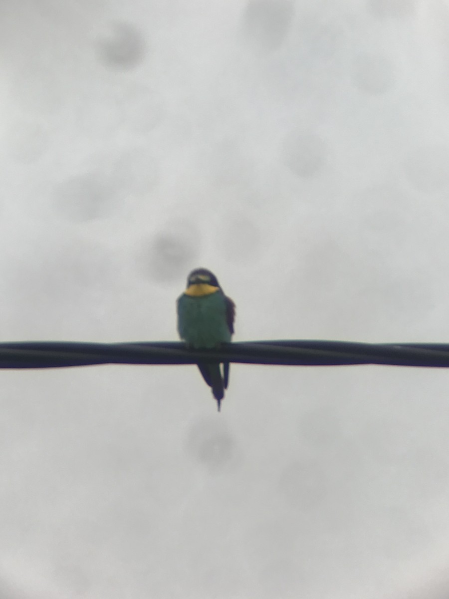 European Bee-eater - ML616976327