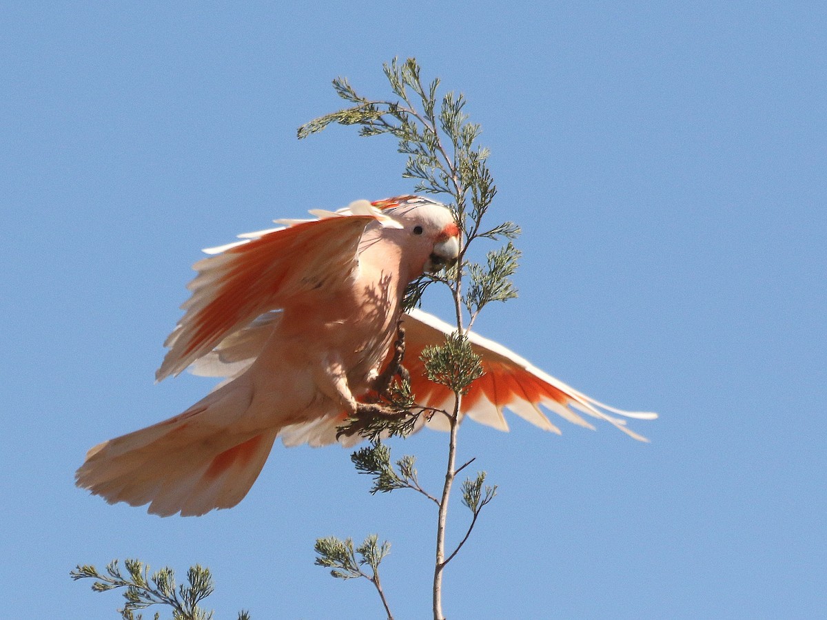 Pink Cockatoo - David  Mules