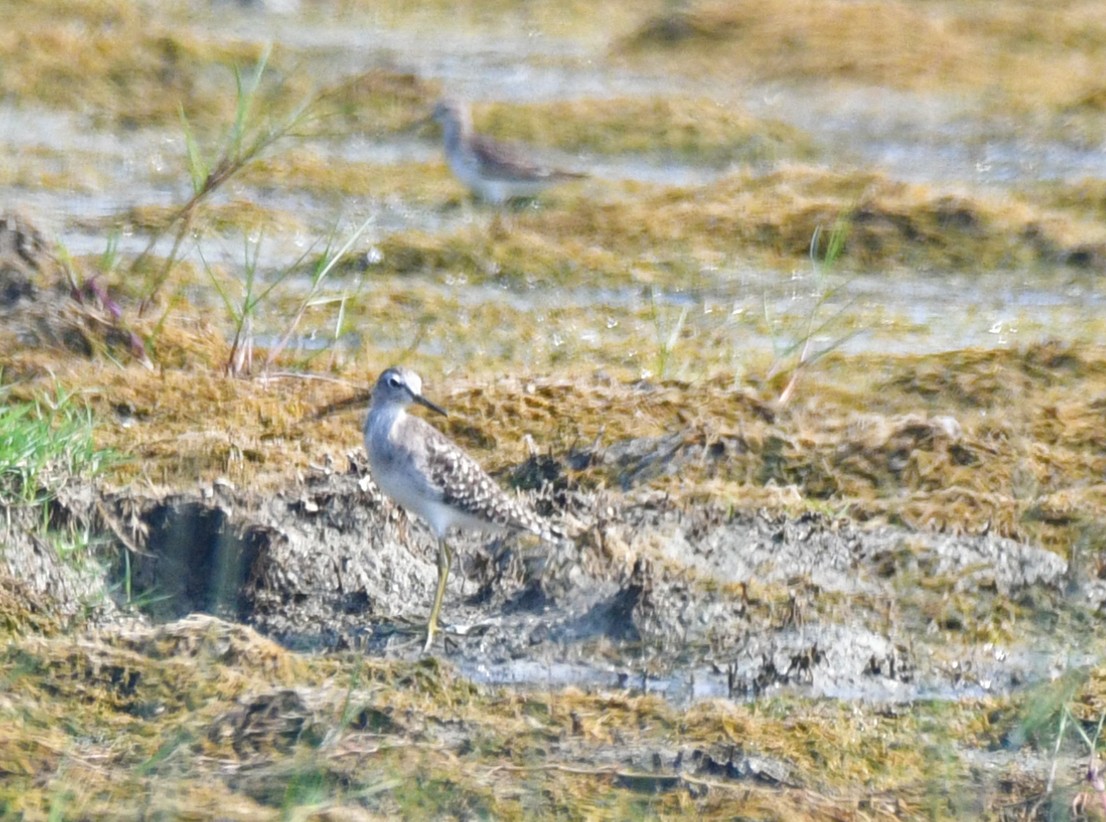 Wood Sandpiper - Brian Carruthers