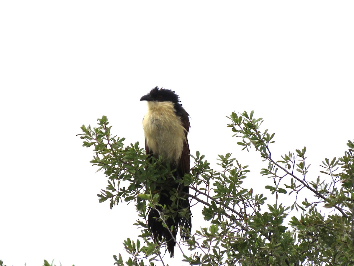 Coppery-tailed Coucal - ML616976551