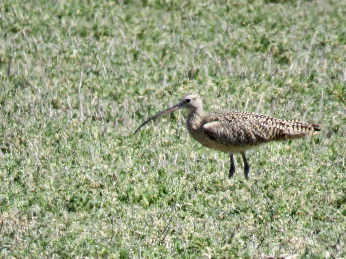 Long-billed Curlew - ML616976570