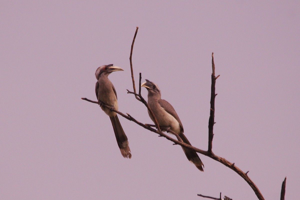 Indian Gray Hornbill - ML616976711