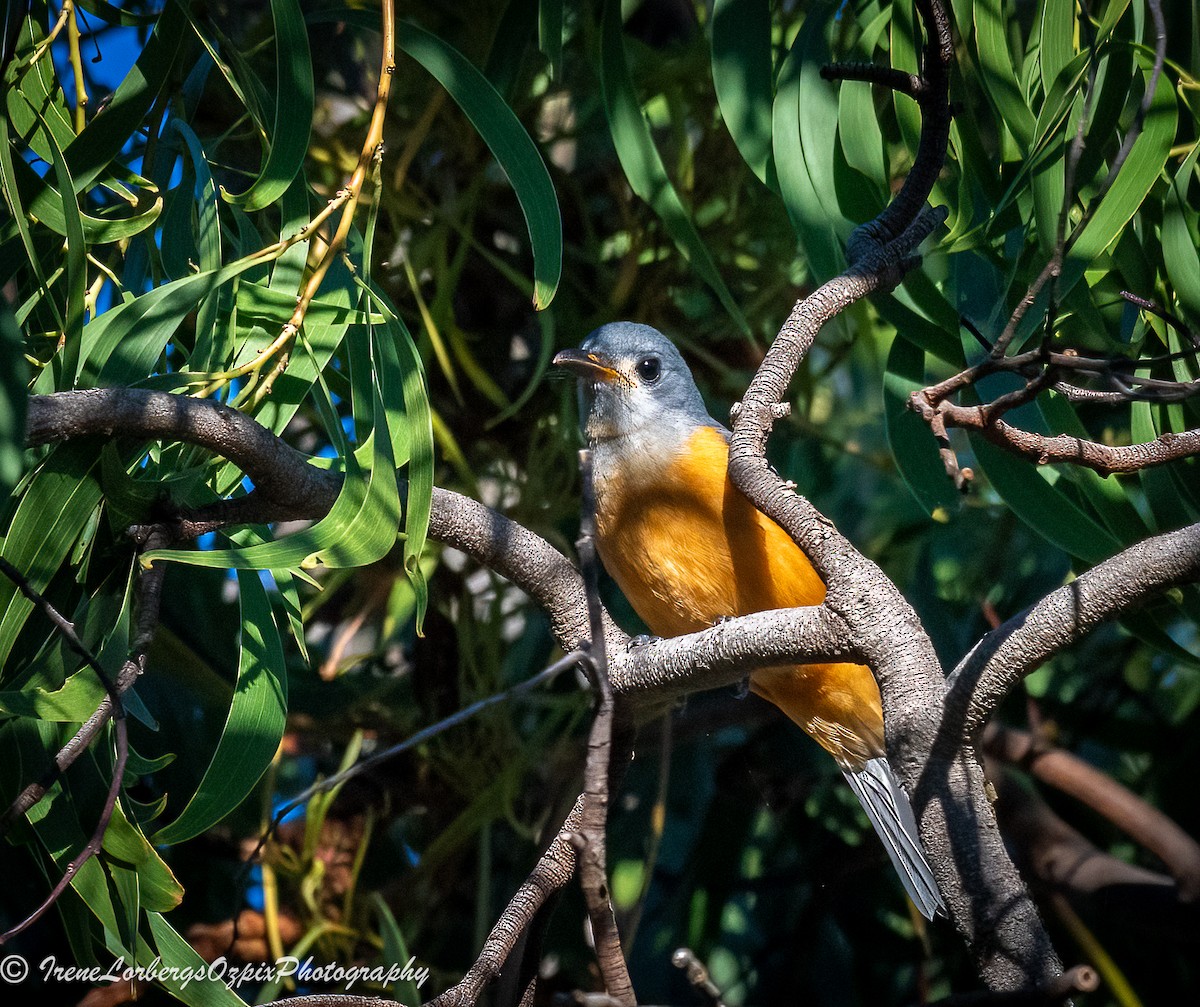 eBird Checklist - 6 Apr 2024 - Jerrabomberra Wetlands Nature Reserve ...