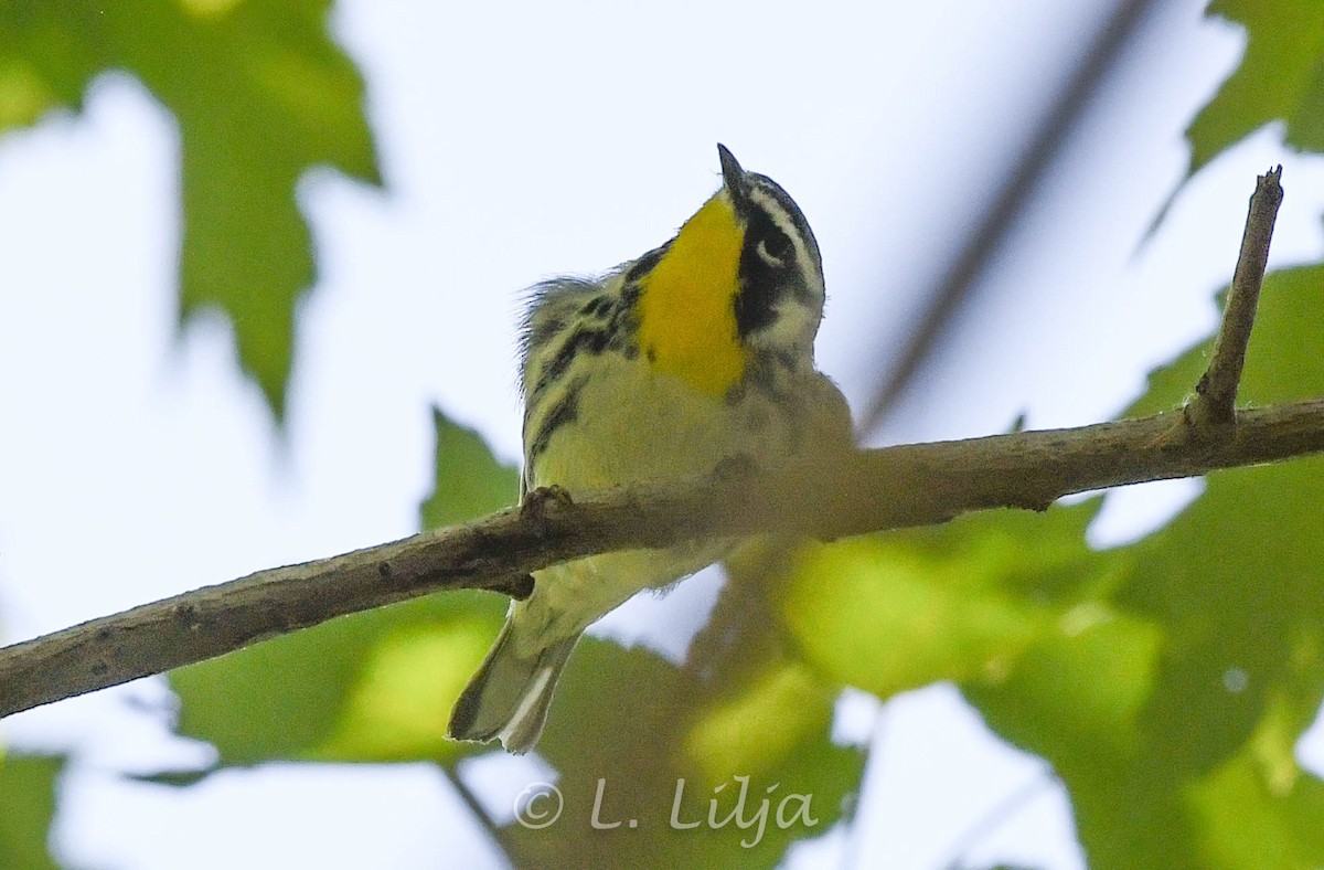 Yellow-throated Warbler (albilora) - ML616976795
