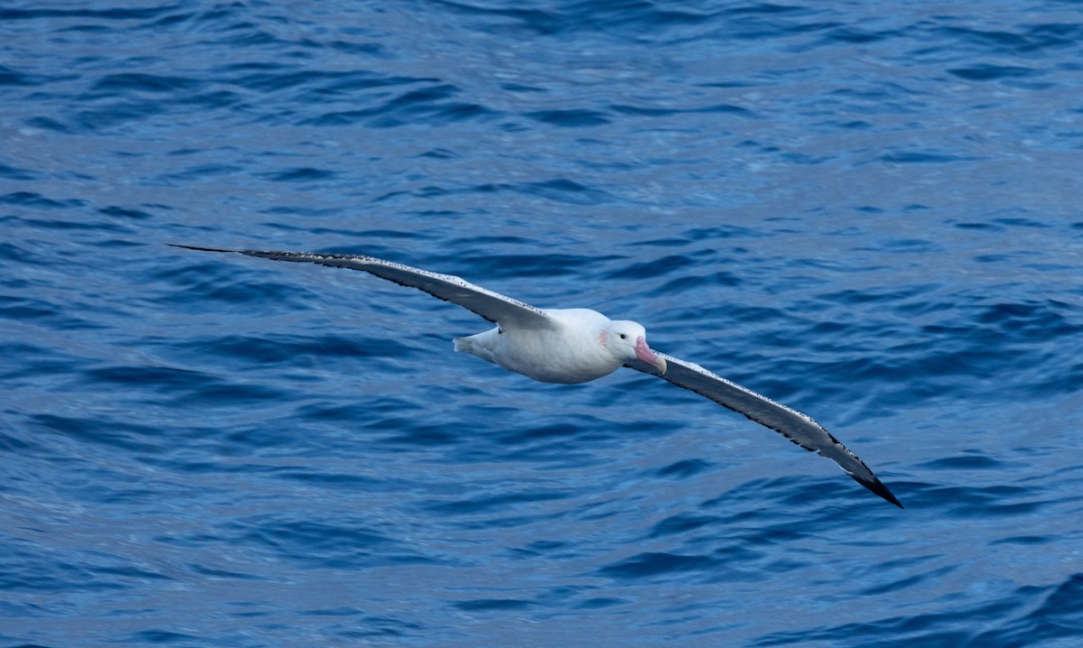 Snowy Albatross - Santiago Imberti