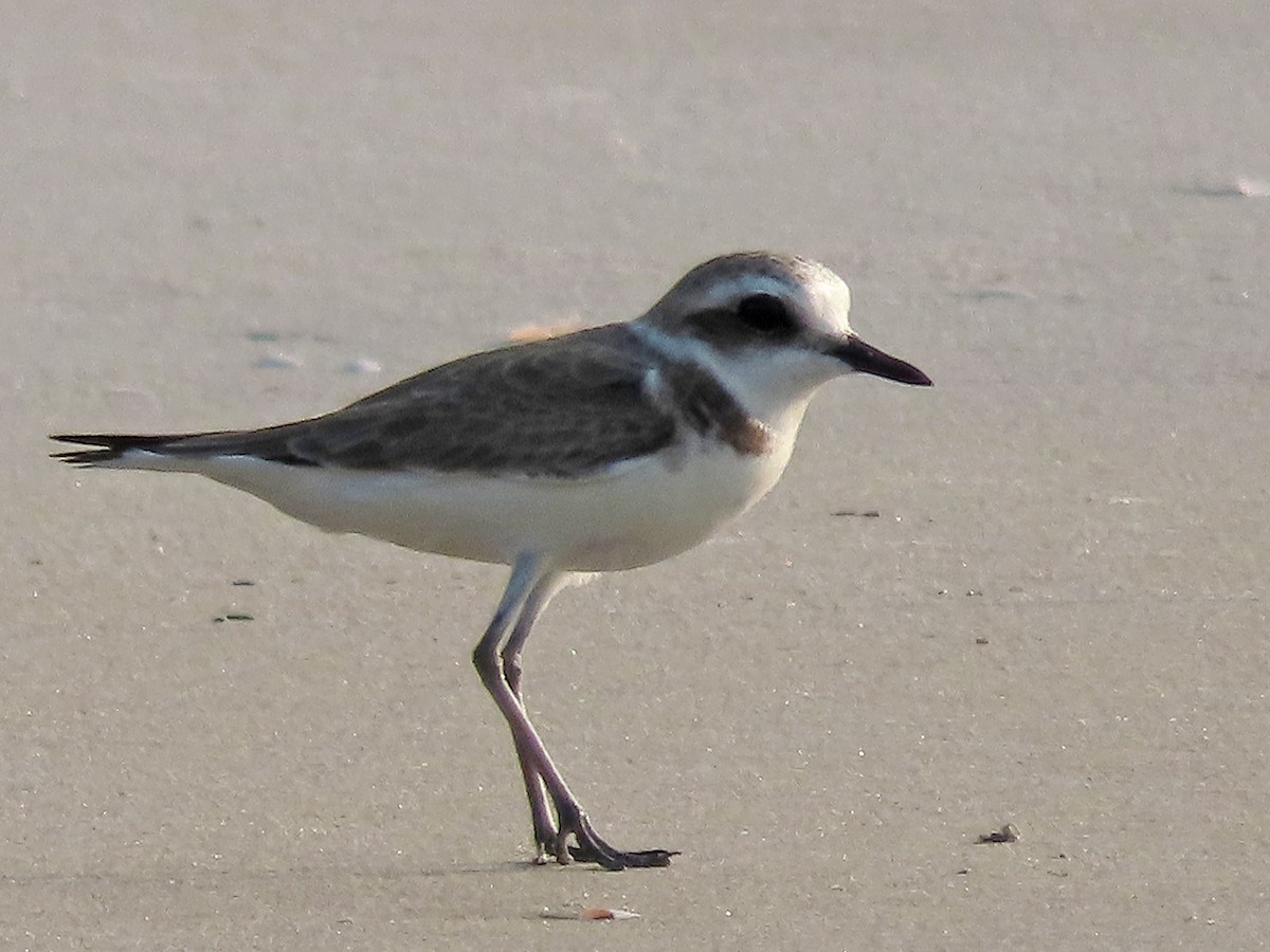 Kentish Plover - Brian Carruthers