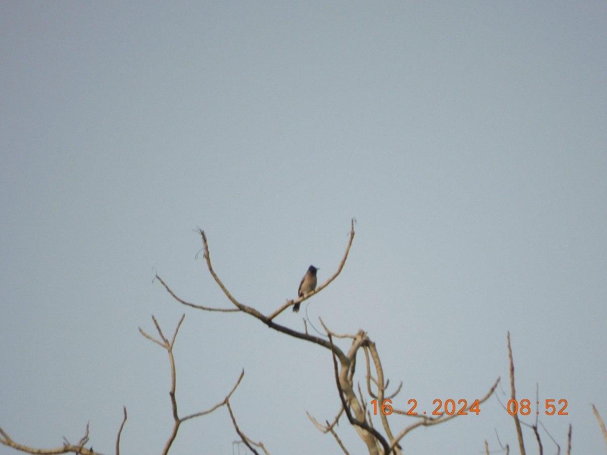 Red-vented Bulbul - ML616976857