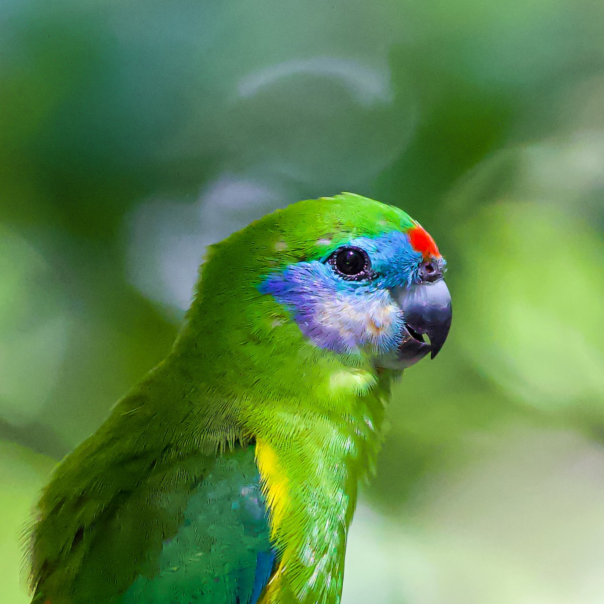 Double-eyed Fig-Parrot - ML616976959