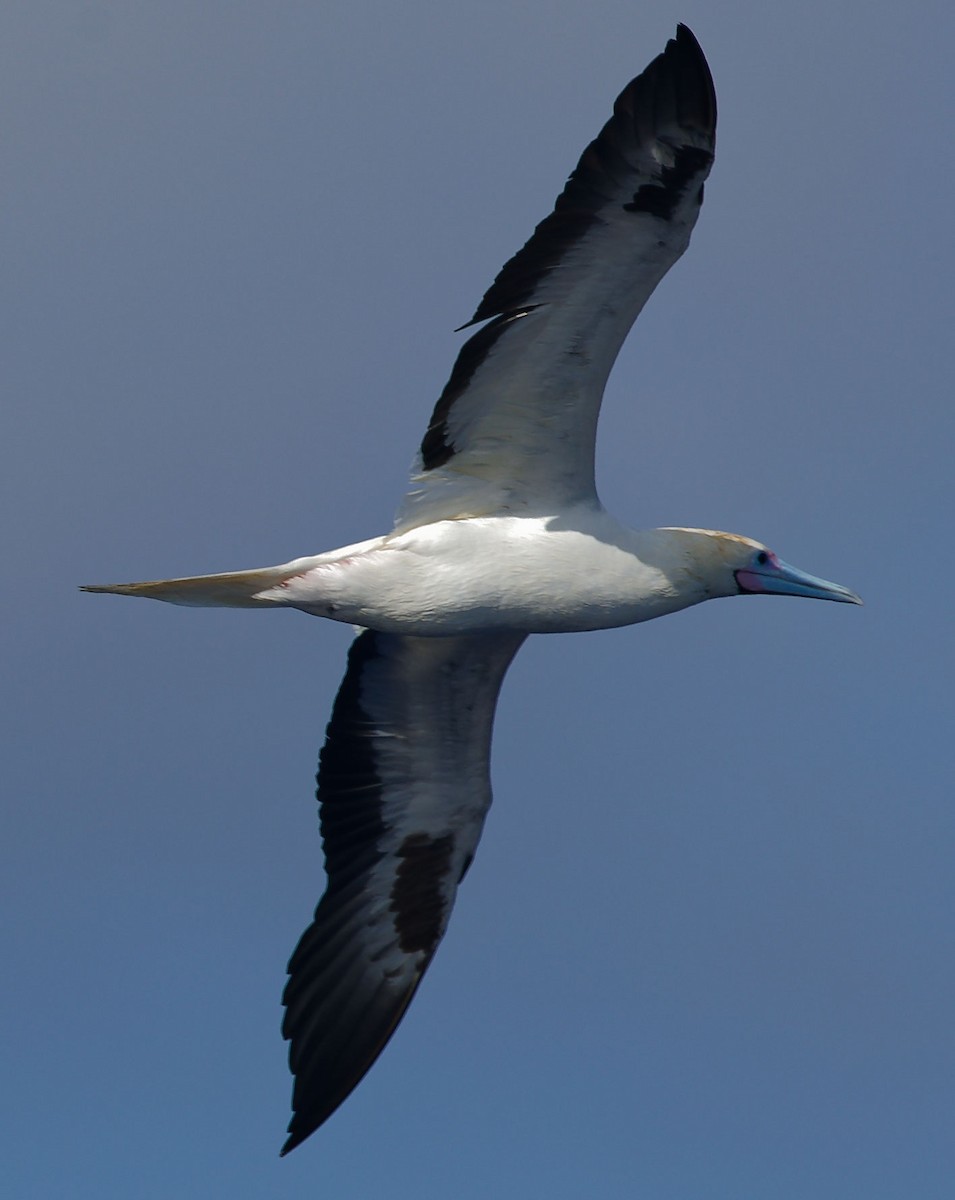 Red-footed Booby - ML616976968