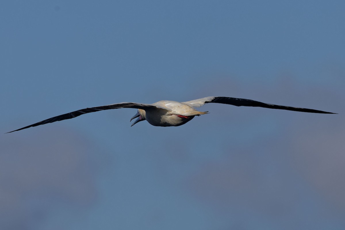Red-footed Booby - www.aladdin .st
