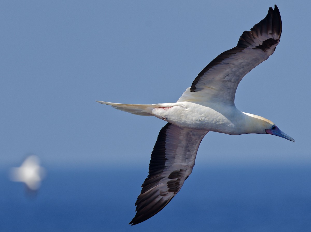 Red-footed Booby - ML616976971