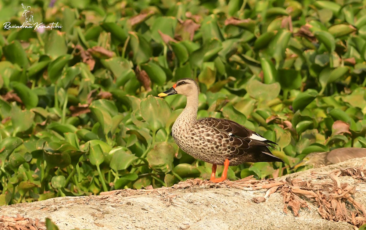 Indian Spot-billed Duck - ML616976972